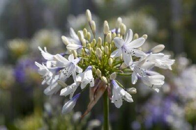 AGAPANTHUS 'Fireworks' - image 1