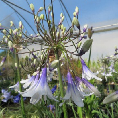 AGAPANTHUS 'Fireworks' - image 2