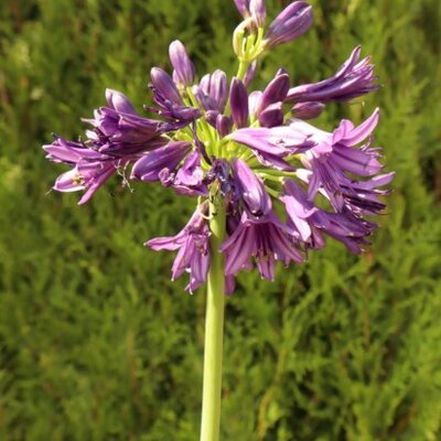 AGAPANTHUS 'Black Jack'