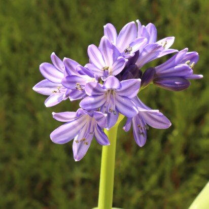 AGAPANTHUS 'Midnight Sky'