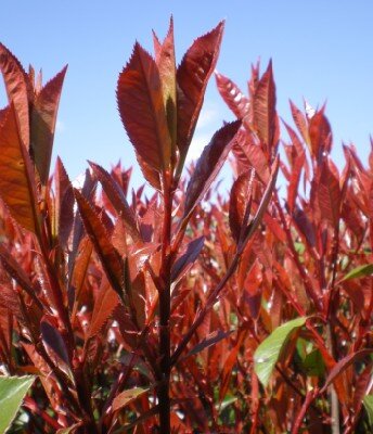 PHOTINIA x fraseri 'Red Robin'