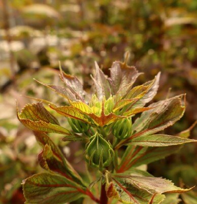 Hibiscus moscheutos Carousel 'Ghost'