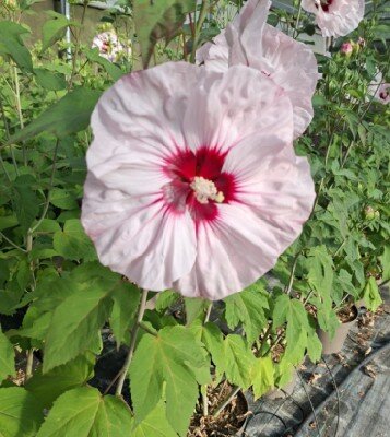 HIBISCUS moscheutos Carousel 'Cherry Cheesecake'