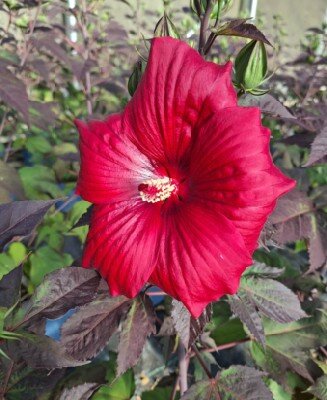 HIBISCUS moscheutos 'Holy Grail'