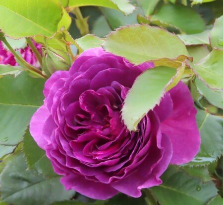 ROSA 'Minerva'