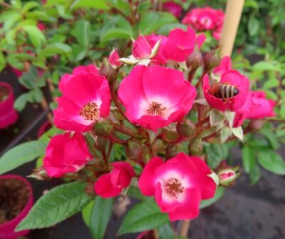 ROSA 'Rosy Boom Mini'