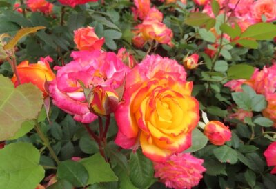 ROSA 'Planter's Punch'