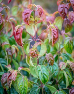 CORNUS kousa 'Summer Flair'