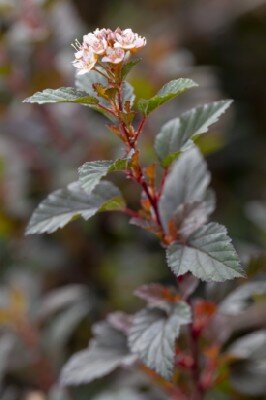 PHYSOCARPUS opulifolius 'Donna May'