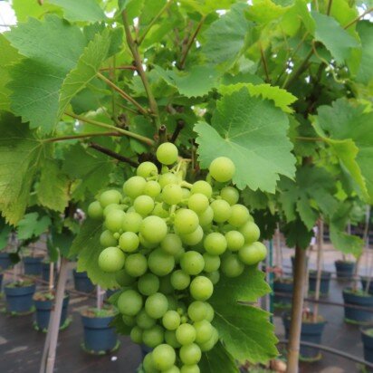 Vitis vinifera 'Picurka' (GRAPE)