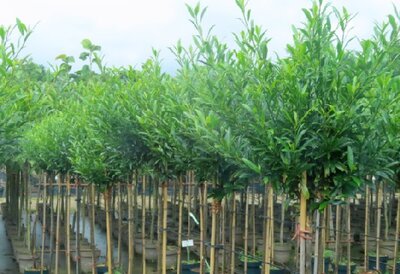 PRUNUS laurocerasus 'Sofia'