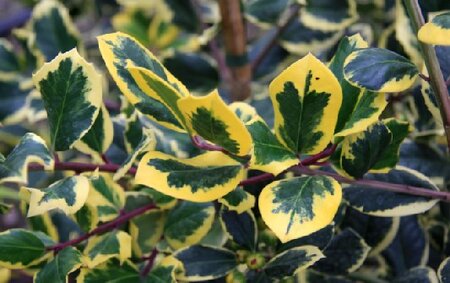 ILEX x altaclerensis 'Golden King'