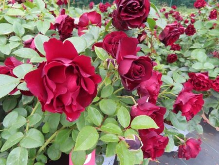ROSA 'Paint it Black'