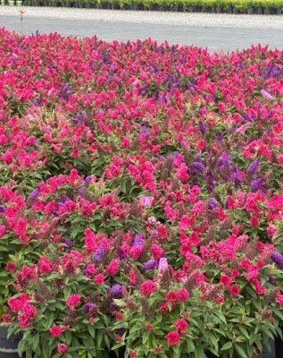 BUDDLEJA davidii 'Butterfly Candy Trio'