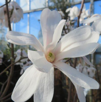MAGNOLIA stellata
