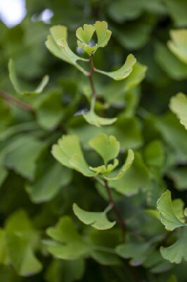 GINKGO biloba 'Fastigiata Blagon' - image 3