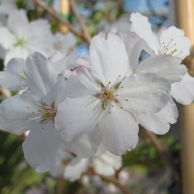 PRUNUS 'The Bride'