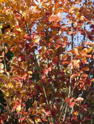 LAGERSTROEMIA indica
