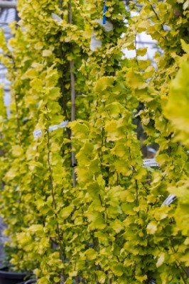 ULMUS hollandica 'Wredei' - image 2