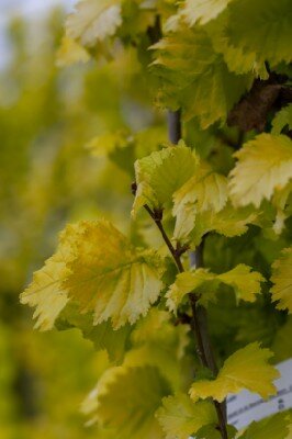 ULMUS hollandica 'Wredei' - image 3
