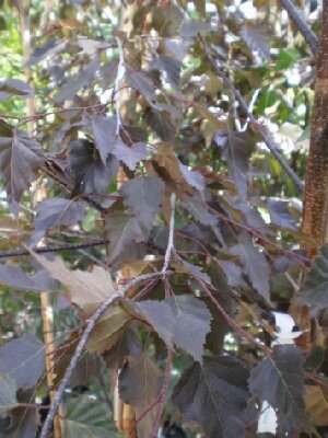 BETULA 'Royal Frost' - image 1