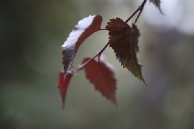 BETULA 'Royal Frost' - image 3