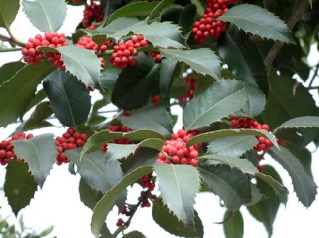 ILEX x koehneana 'Chestnut Leaf'