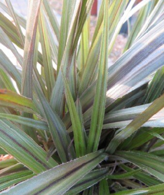 ASTELIA 'Red Shadow'