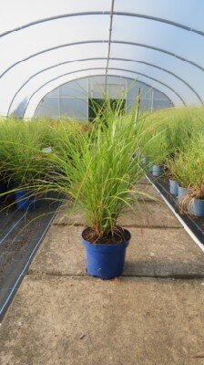 MISCANTHUS 'Red Zenith'