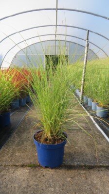MISCANTHUS sinensis 'Sunlit Satin'
