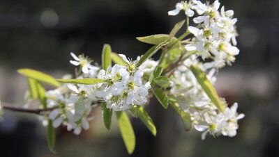 AMELANCHIER canadensis 'Rainbow Pillar'