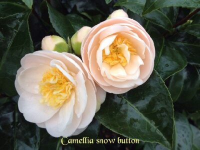 CAMELLIA japonica subsp. rusticana 'Botanyuki'