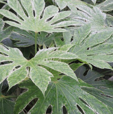 FATSIA japonica 'Spider's Web'