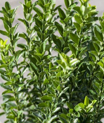 EUONYMUS japonicus 'Green Rocket'