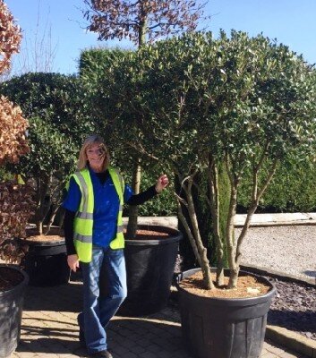 OSMANTHUS heterophyllus