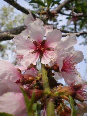 PRUNUS dulcis