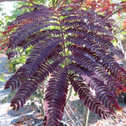 ALBIZIA julibrissin 'Summer Chocolate'
