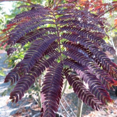 ALBIZIA julibrissin 'Summer Chocolate'