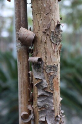 SCHINUS molle