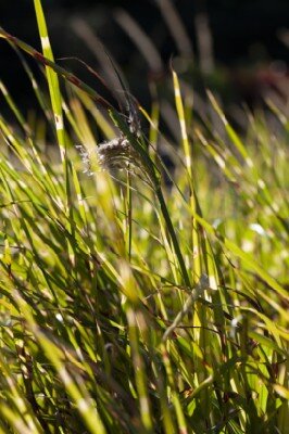 MISCANTHUS sinensis 'Silver Charm' - image 6