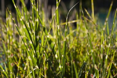 MISCANTHUS sinensis 'Silver Charm'