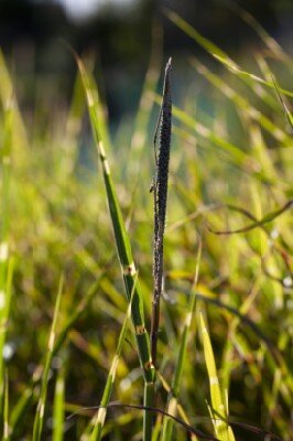 MISCANTHUS sinensis 'Silver Charm' - image 2