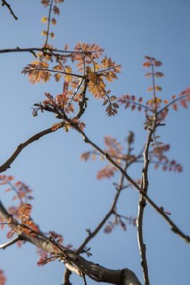 KOELREUTERIA paniculata