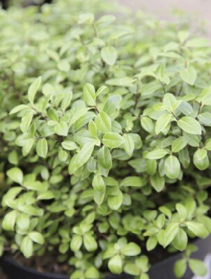 PITTOSPORUM tenuifolium 'Golf Ball'