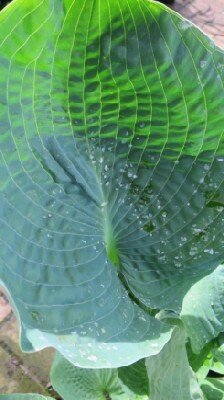 HOSTA 'Big Daddy'