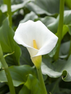 ZANTEDESCHIA aethiopica