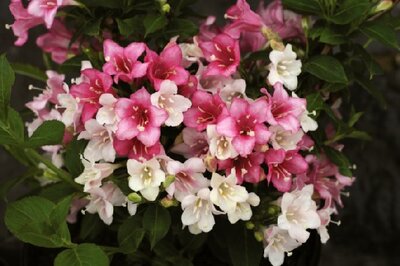 WEIGELA Colourtwist 'Trilogy'