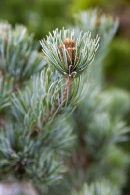 PINUS parviflora 'Tribune' - image 3