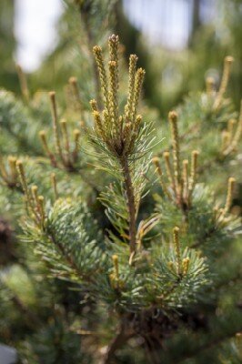 PINUS parviflora 'Hobbit' - image 1