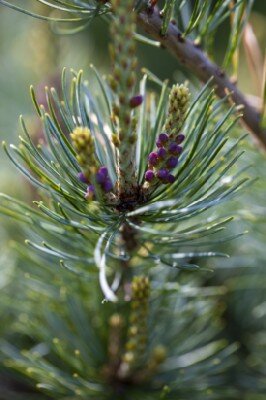 PINUS parviflora 'Hobbit' - image 2